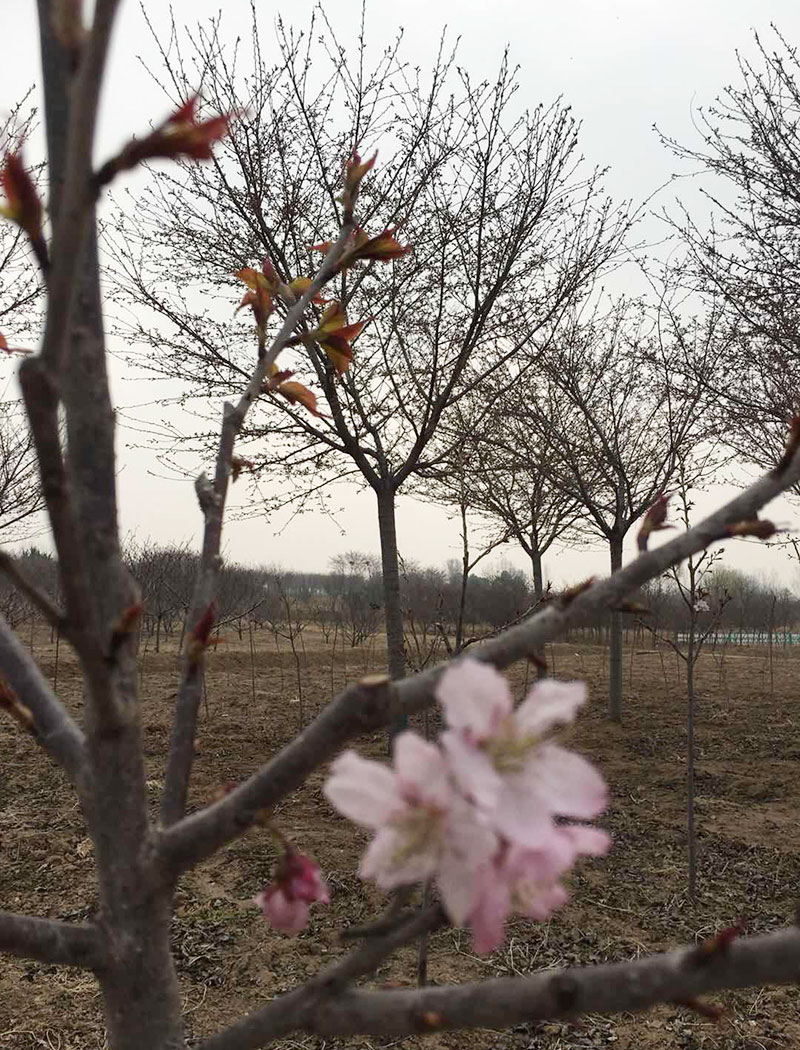 椿寒樱花（初美人）