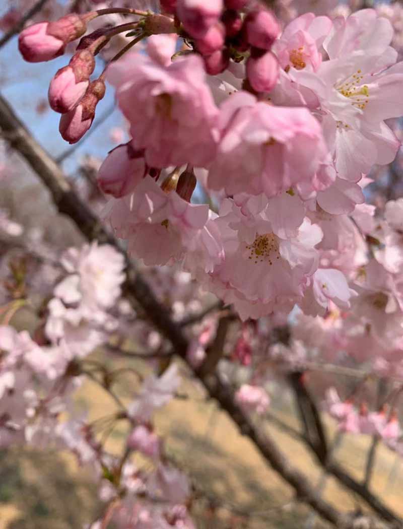 八重红彼岸樱花